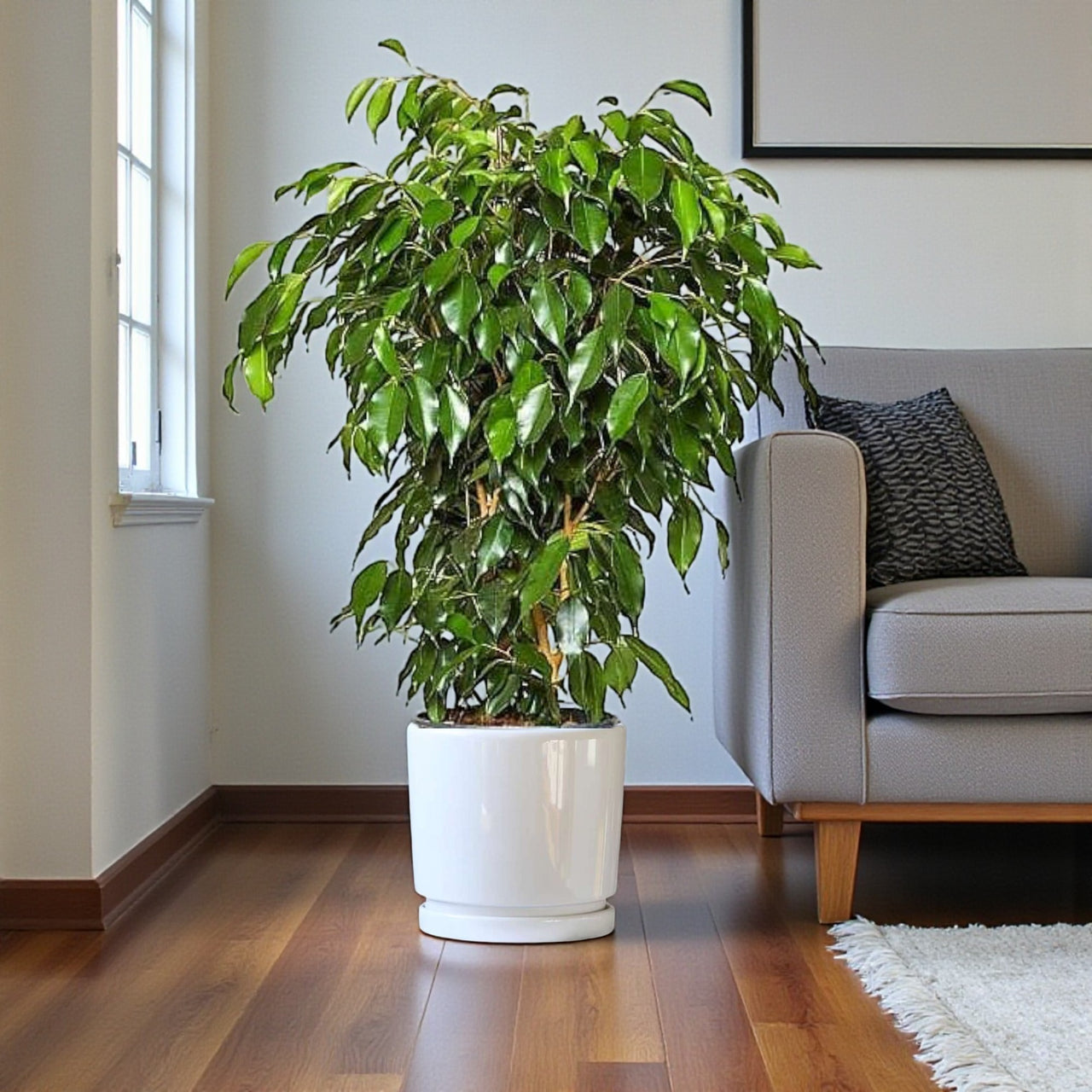 Ficus Benjamina – Danielle