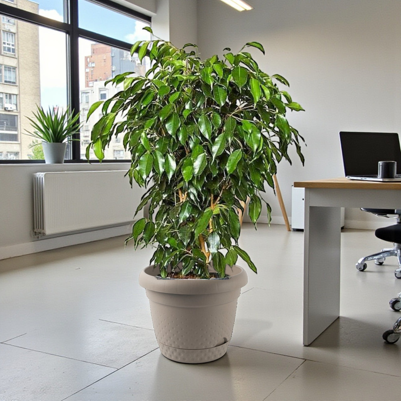Ficus Benjamina – Danielle