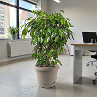 Ficus Benjamina – Danielle