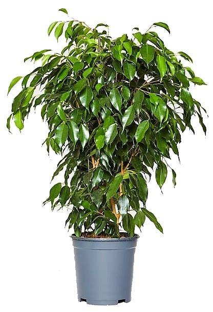 Ficus Benjamina – Danielle