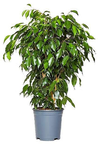 Ficus Benjamina – Danielle