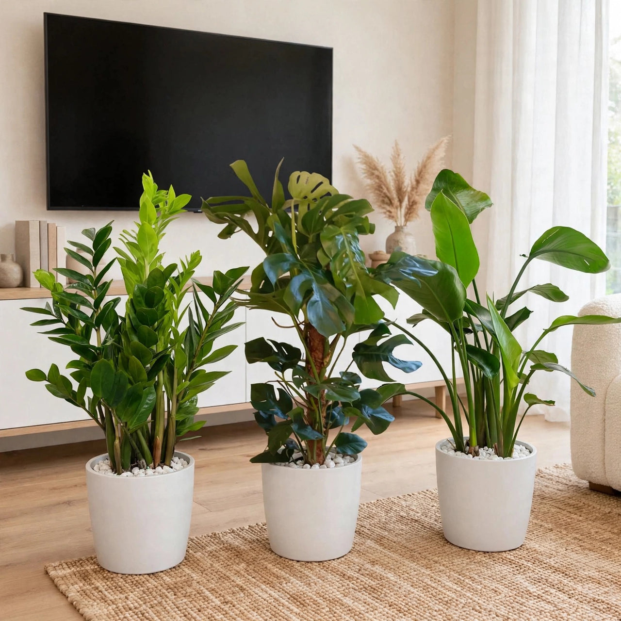 Evergreen Indoor Trio  - ZZ + Monstera + Strelitzia Nicolai