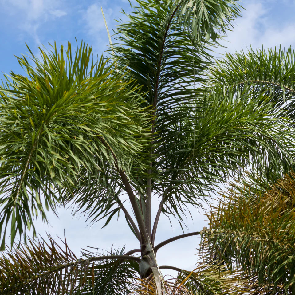 Roystonea regia – Royal Palm