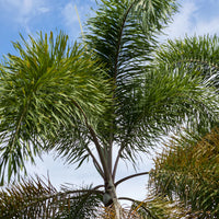 Roystonea regia – Royal Palm
