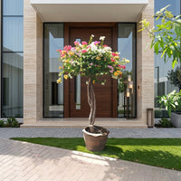 Bougainvillea Single Head