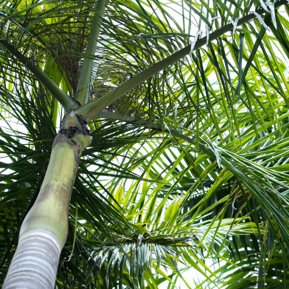 Roystonea regia – Royal Palm