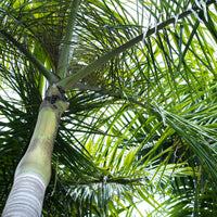Roystonea regia – Royal Palm