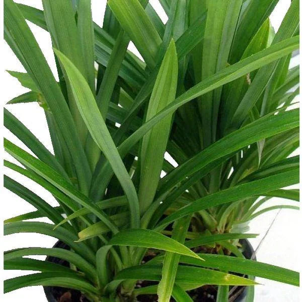 Pandanus Baptistii Green
