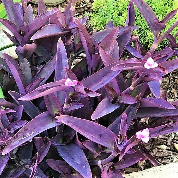 Setcreasea purpurea – Purple Heart