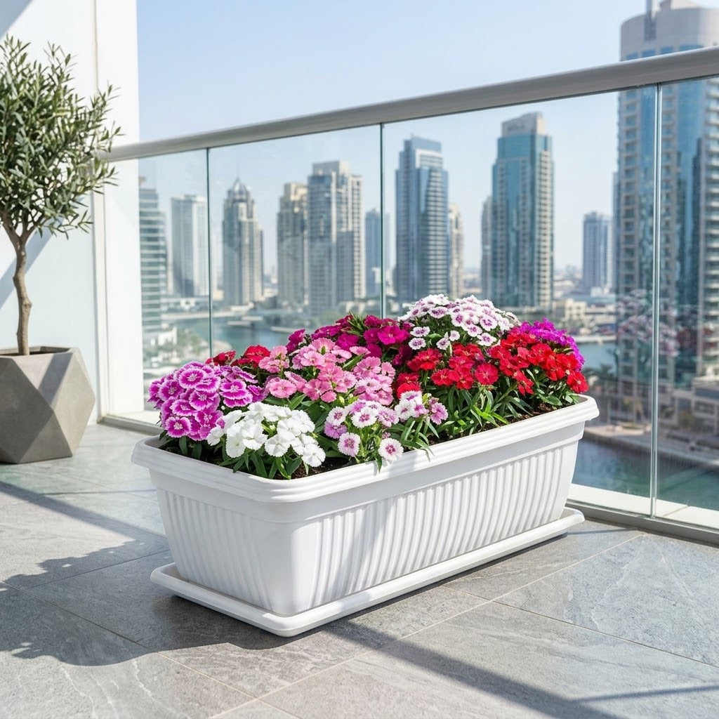 Dianthus Caryophyllus – Carnation or Clove Mix Colours 5-10cm | Seasonal Flowering for UAE Balcony