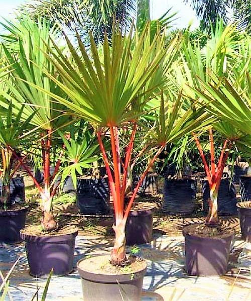Latania lontaroides – Red Latan Palm