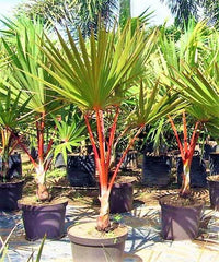 Latania lontaroides – Red Latan Palm