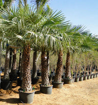 Copernicia prunifera – Wax Palm (Caranday Palm)