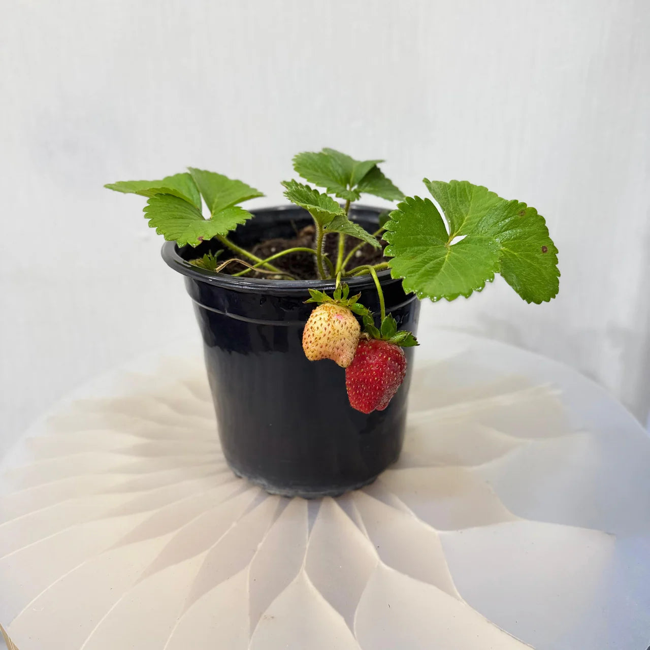 Strawberry Plants – Sweet & Juicy Homegrown Delight