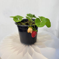 Strawberry Plants – Sweet & Juicy Homegrown Delight