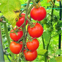 Cherry Tomato - Solanum lycopersicum