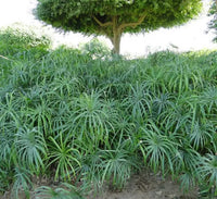Cyperus Alternifolius, Umbrella Papyrus