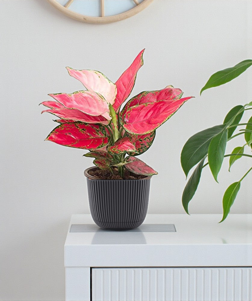 Aglaonema Pink