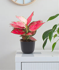 Aglaonema Pink