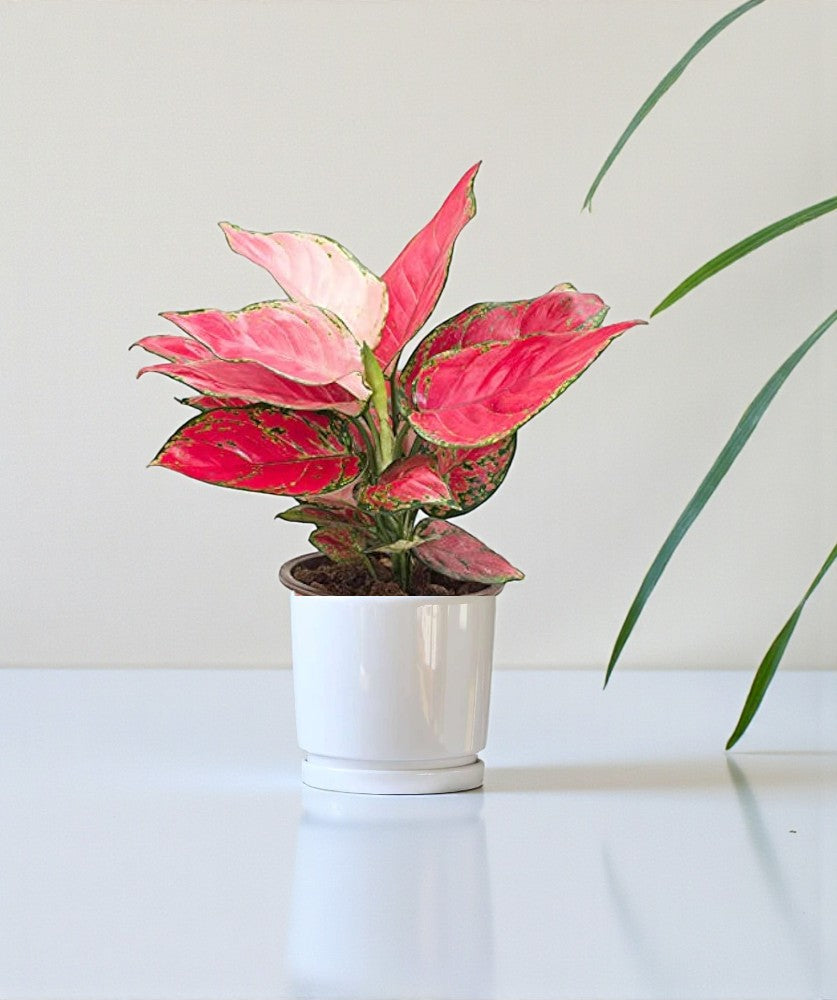 Aglaonema Pink