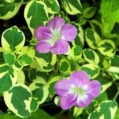 Asystasia – Chinese Violet