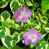 Asystasia – Chinese Violet