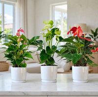 The Anthurium Love Collection — Pink, White & Red - 25-30cm | 1 Luxurious Look