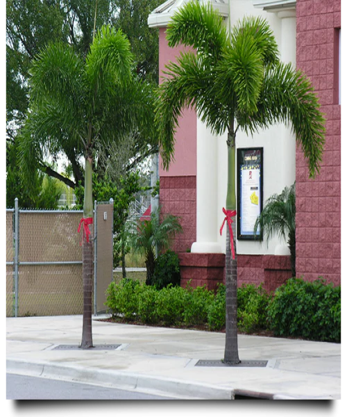Wodyetia Bifurcata - Foxtail Palm