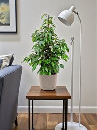 Ficus Benjamina – Danielle