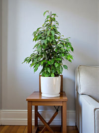 Ficus Benjamina – Danielle