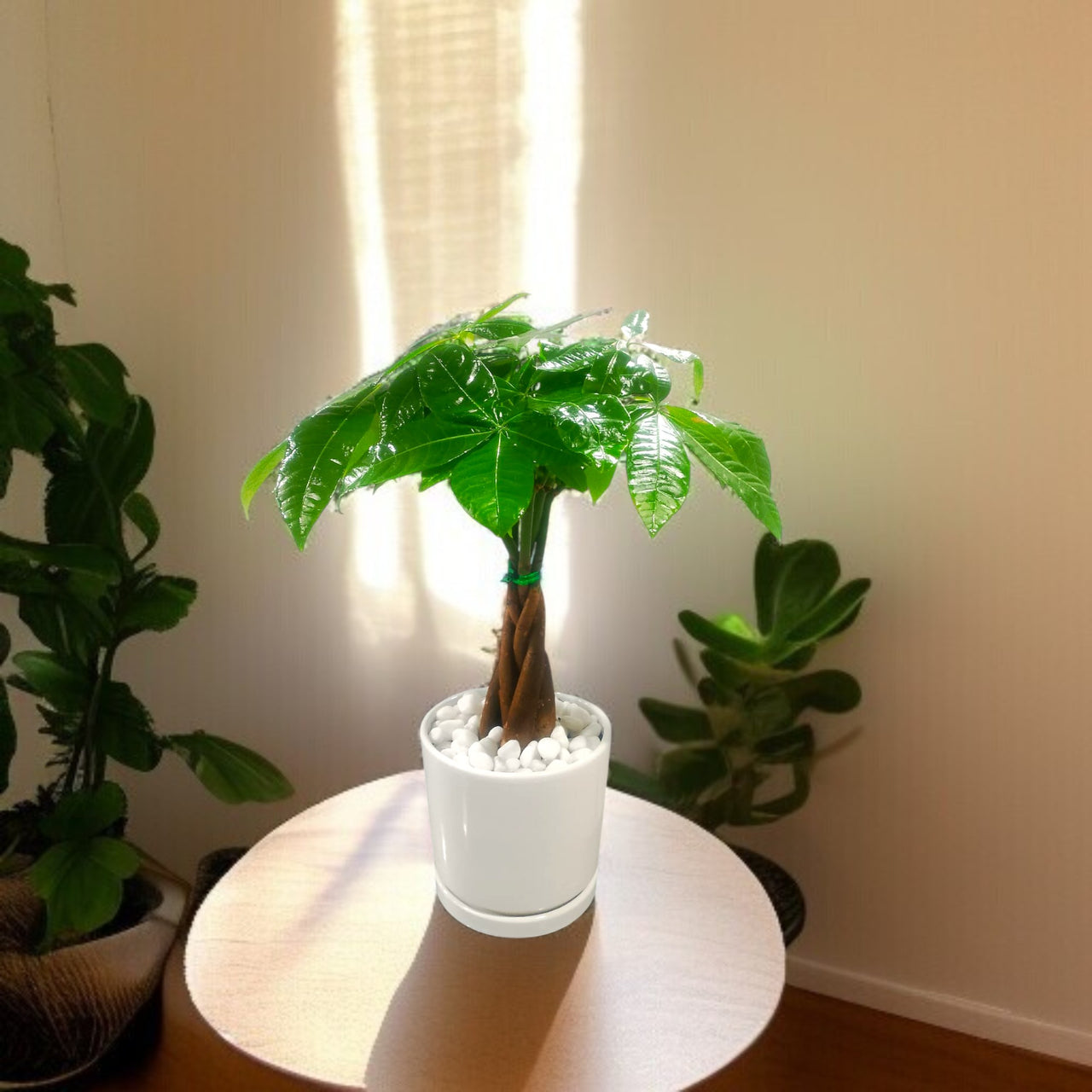 Pachira plant - Money Tree