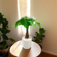 Pachira plant - Money Tree