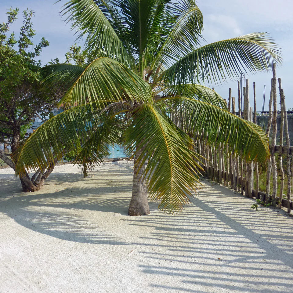 Roystonea regia – Royal Palm