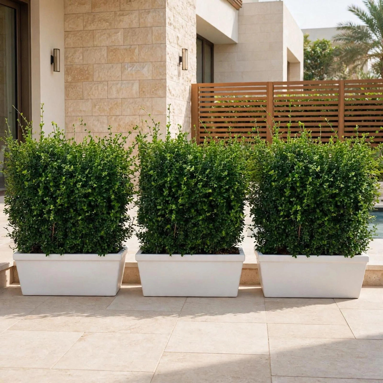 Instant Hedge Fence Bundle of 3 - Ehretia Microphylla Hedge Shape 70x90x30cm