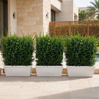 Instant Hedge Fence Bundle of 3 - Ehretia Microphylla Hedge Shape 70x90x30cm