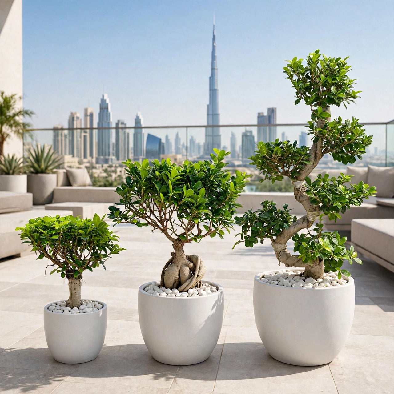 Ficus Ginseng S-Shape Bonsai – Sculptural Outdoor Bonsai