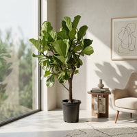 Ficus Lyrata – Fiddle Leaf Fig – Fig Tree