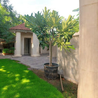 Plumeria Obtusa - Frangipani