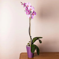 Natural Bamboo Plant Stakes
