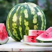 Watermelon Plant (Citrullus lanatus)