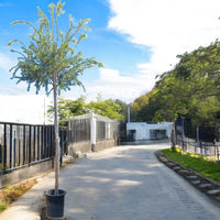 Callistemon Viminalis – Bottle Brush Tree