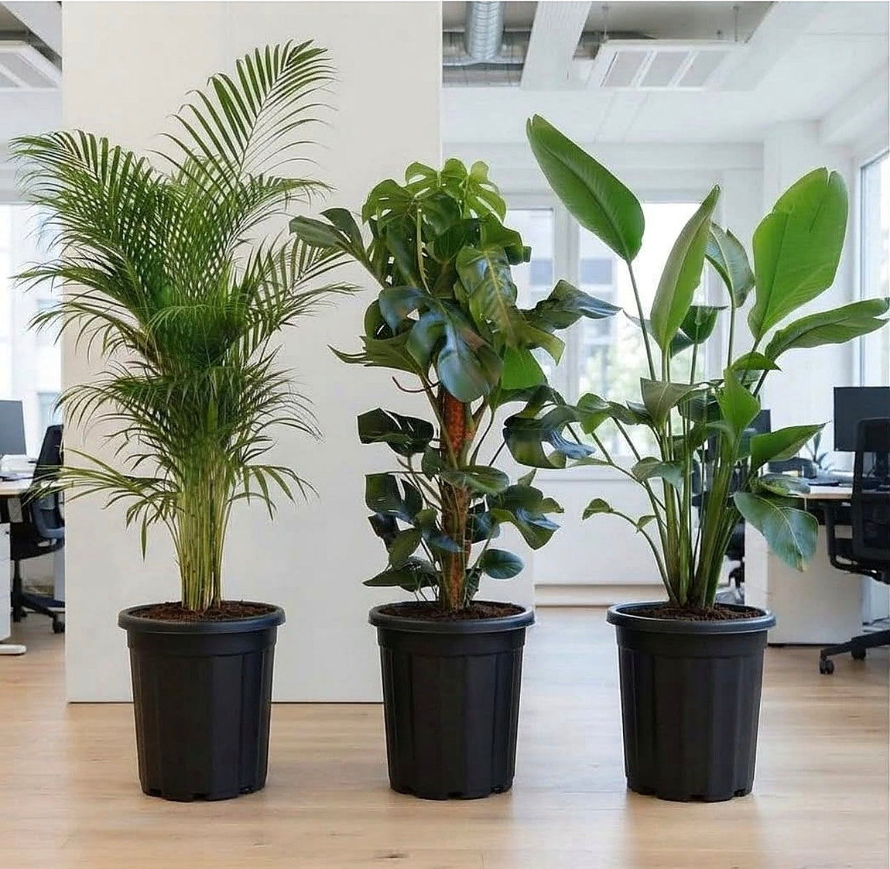 Tropical Office Trio | Areca, Monstera & Bird of Paradise 60-80cm — Easy Care Plants