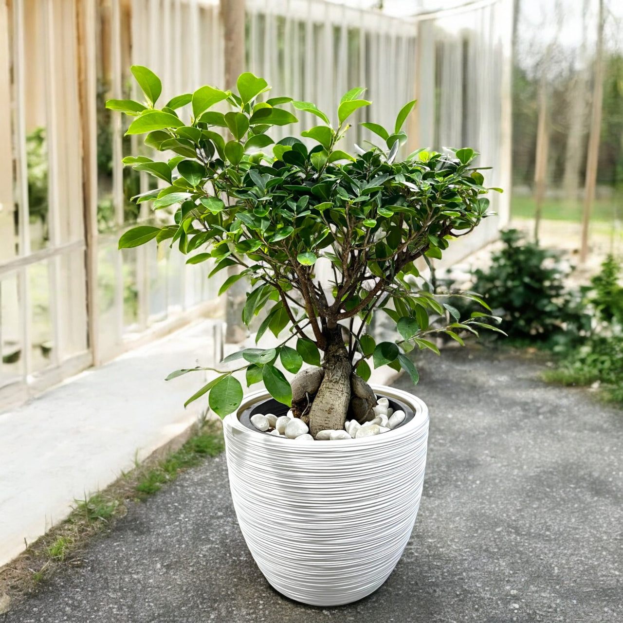 Ficus Ginseng Bonsai - Ficus Retusa Plant