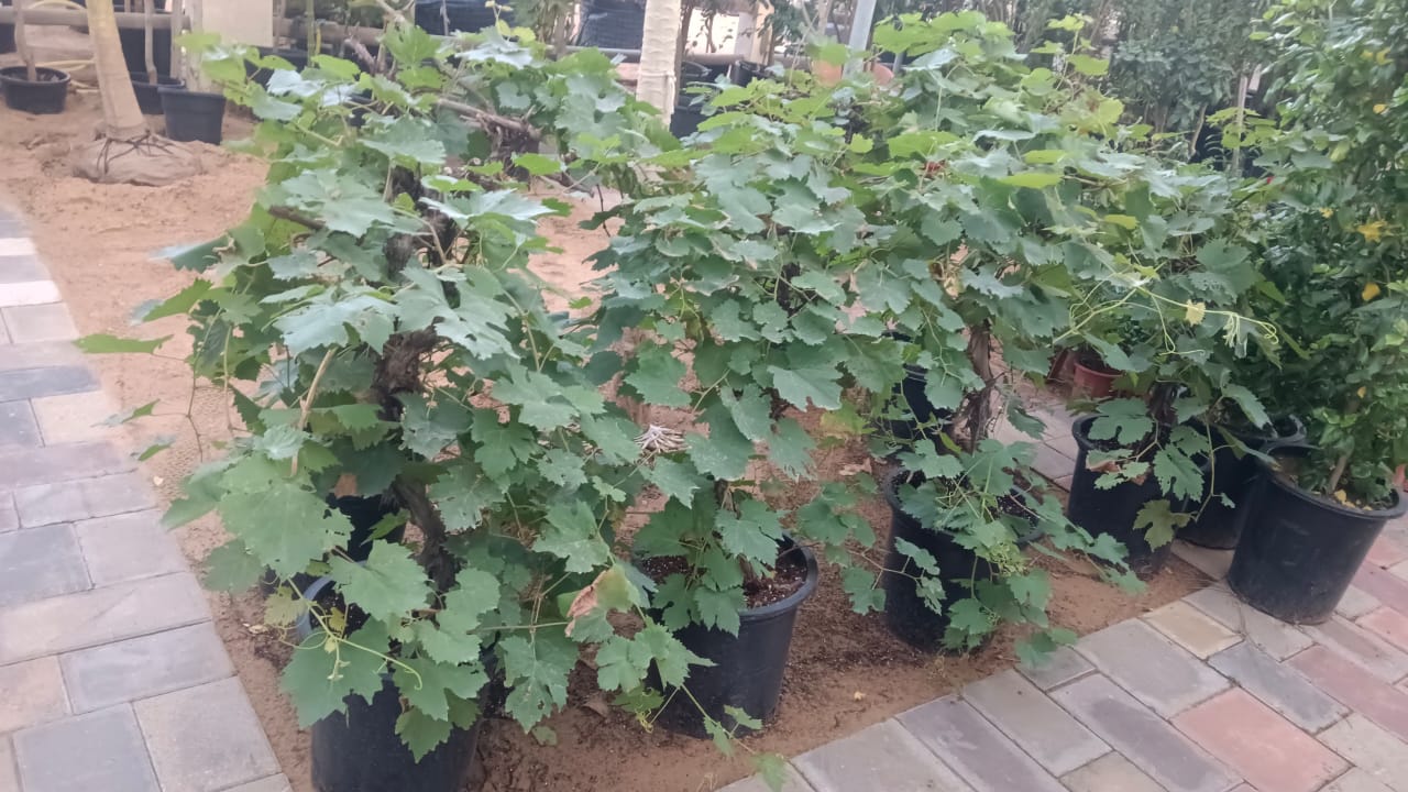 Vitis vinifera Or Grapes Vine - Mediterranean Vineyard