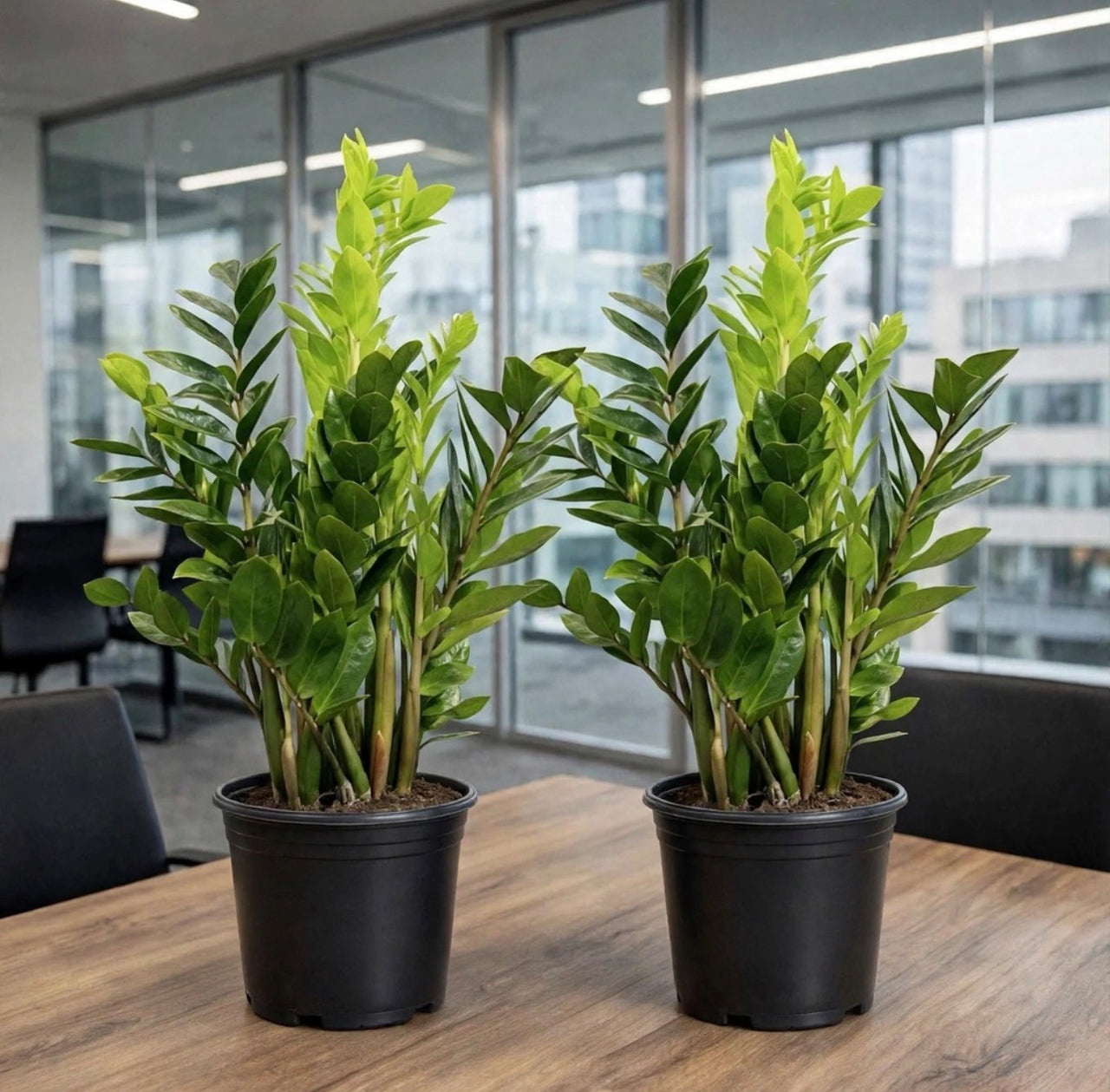 The Meeting Room Duo — 2x ZZ Plant 50-70cm | Ultra Low Maintenance Office Bundle