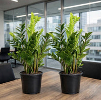 The Meeting Room Duo — 2x ZZ Plant 50-70cm | Ultra Low Maintenance Office Bundle