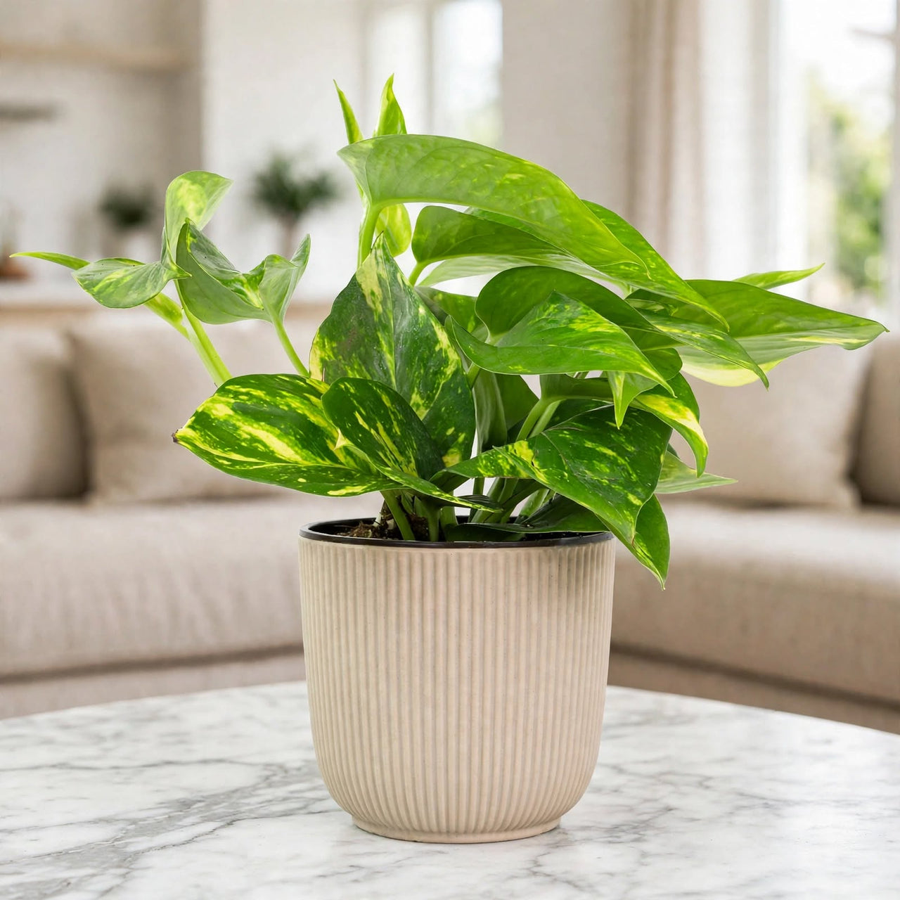 Epipremnum Golden Pothos – Money Plant | Indoor Green Plant