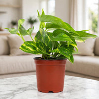 Epipremnum Golden Pothos – Money Plant | Indoor Green Plant