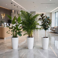 Luxury Lobby Bundle – 3 Large Indoor Plants | Bird of Paradise + Areca Palm + Ficus Elastica