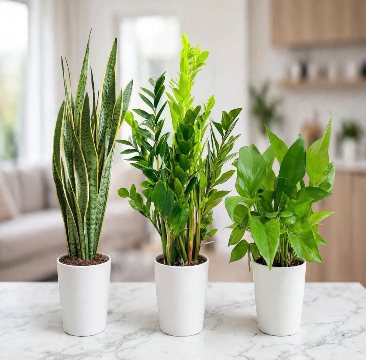 Easy Green Trio — Snake Plant + ZZ + Golden Pothos - 30-50cm